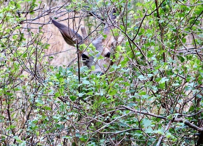 funny deer pictures