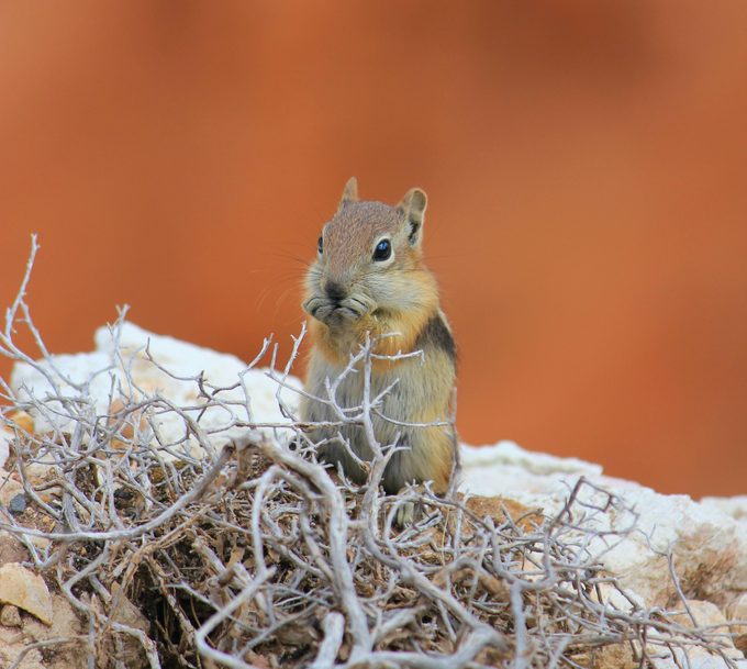 types of squirrels