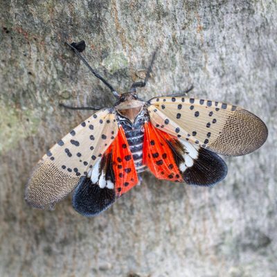 The Invasive Spotted Lanternfly Is Spreading: Protect Your Yard