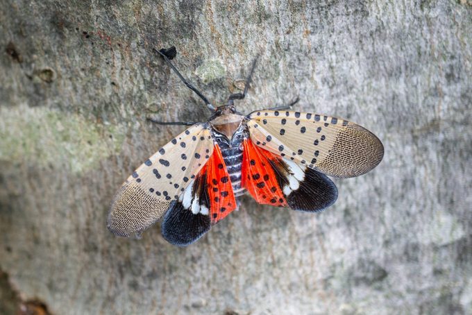 The Invasive Spotted Lanternfly Is Spreading: Protect Your Yard