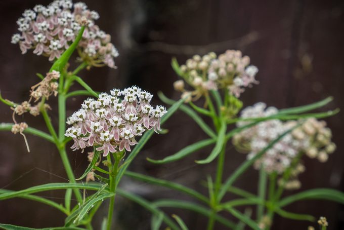 Asclepias fascicularis wildflowers