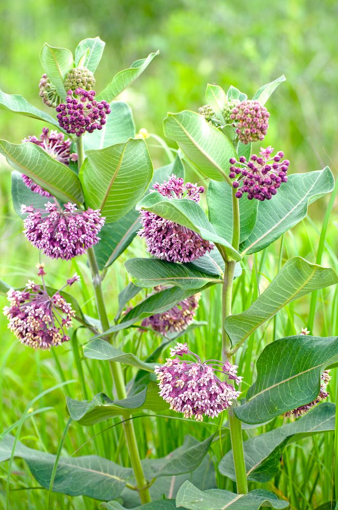 Common Milkweed, Asclepias Syriaca
