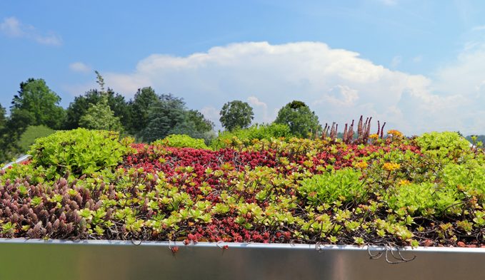 Green roof