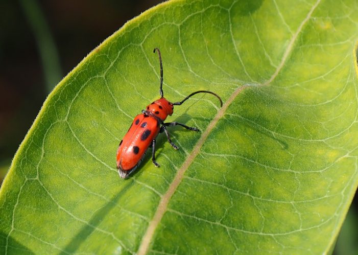 Red Milkweed Beetle