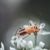Garden Beetles: Helpful Backyard Bugs