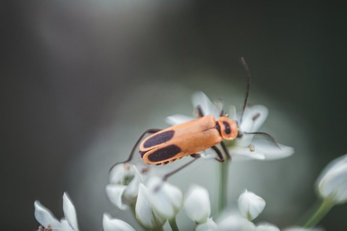 Garden Beetles: Helpful Backyard Bugs