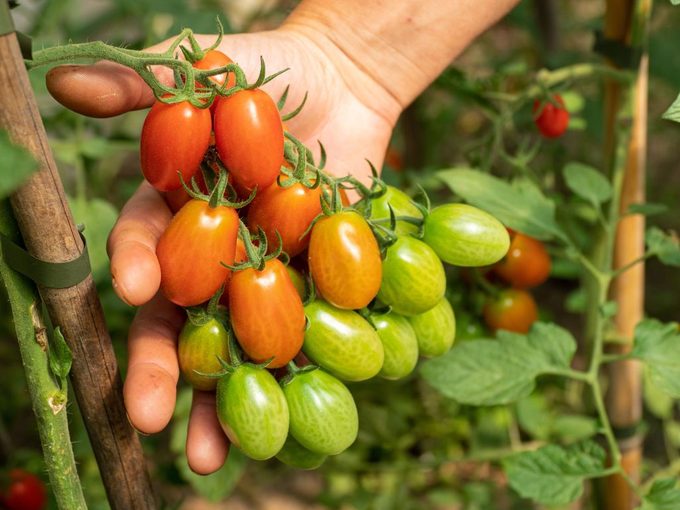 what to do with extra tomatoes