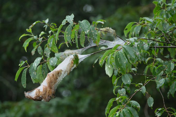 Webworm Nest
