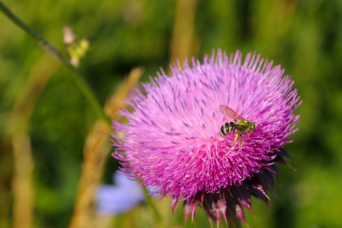 garden Bees on thistle