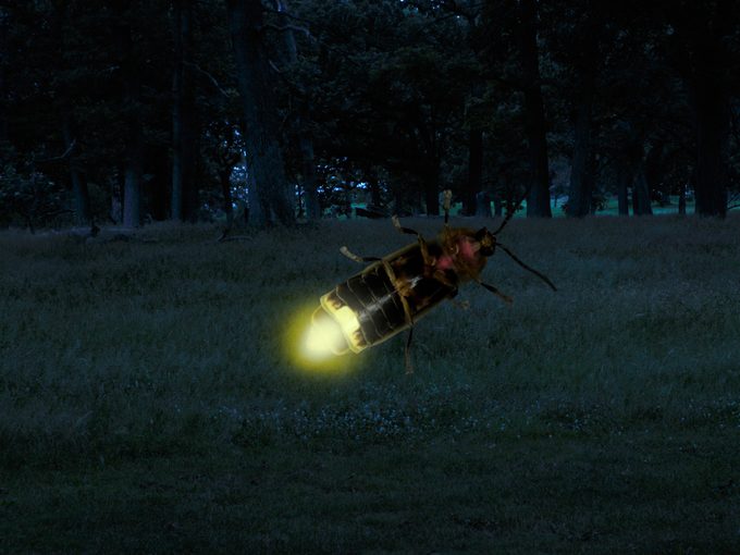 Firefly facts