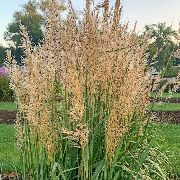 Indiangrass, perennial grasses