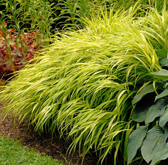 Japanese forest grass