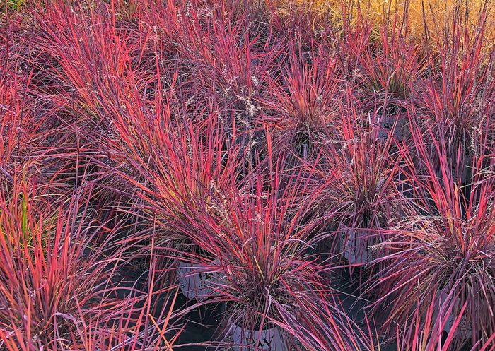 Little bluestem grass, perennial grasses
