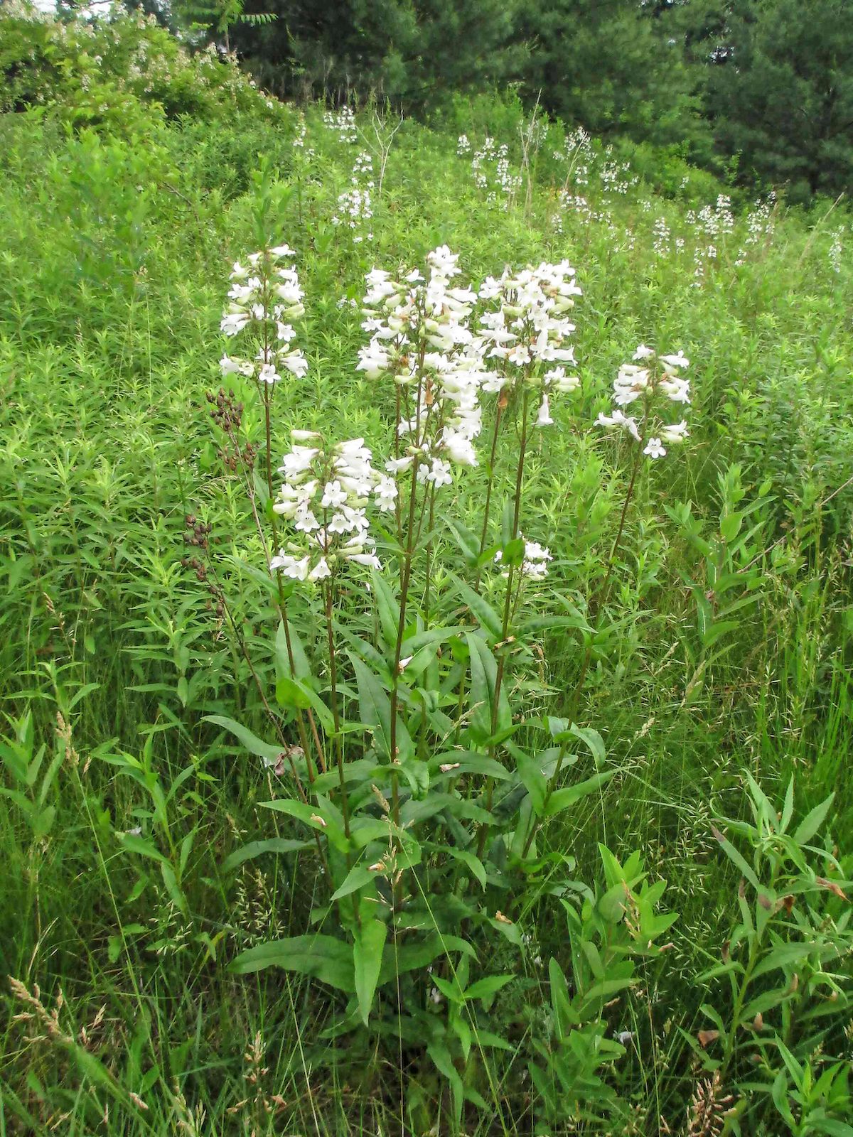 Maryahearn penstemon beardtongue