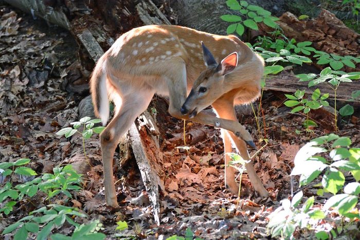 funny deer pictures