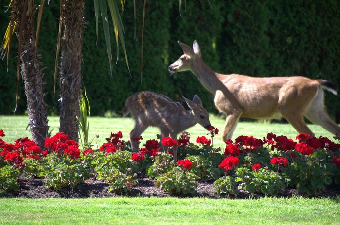 funny deer pictures