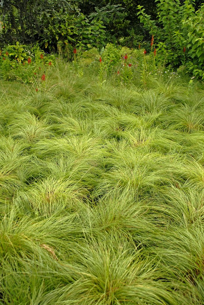 Prairiedropseed Pw Sporabolus Heterolepissmm08 18