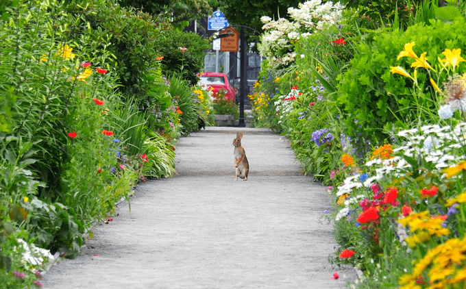 Rabbit looking at flowers