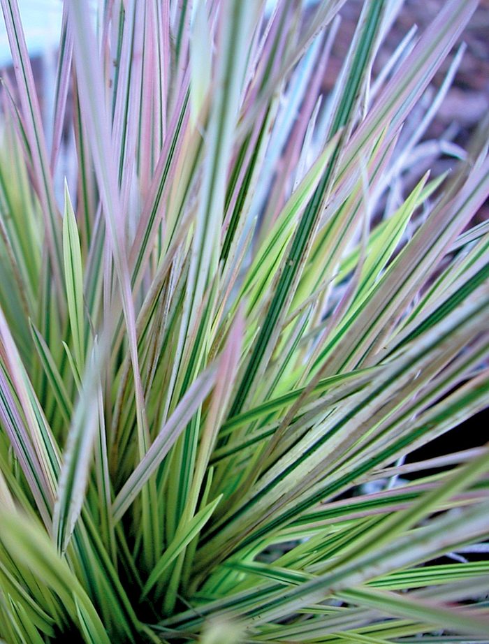 Tufted hair grass, perennial grasses