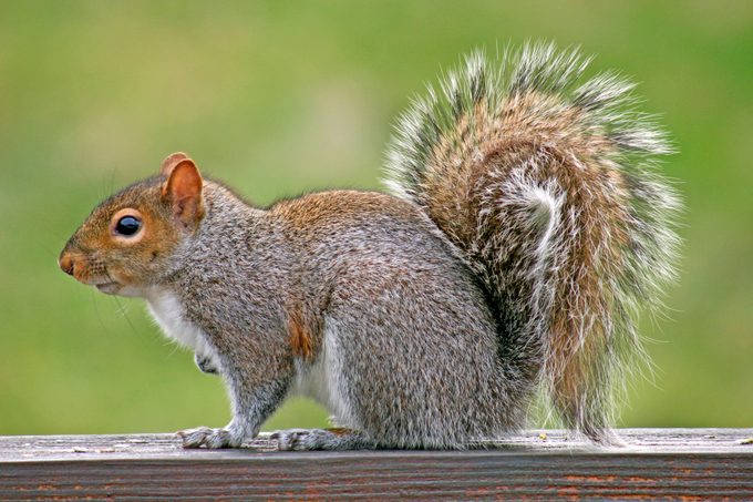 A gray squirrel with a curled, bushy tail sits on a railing.