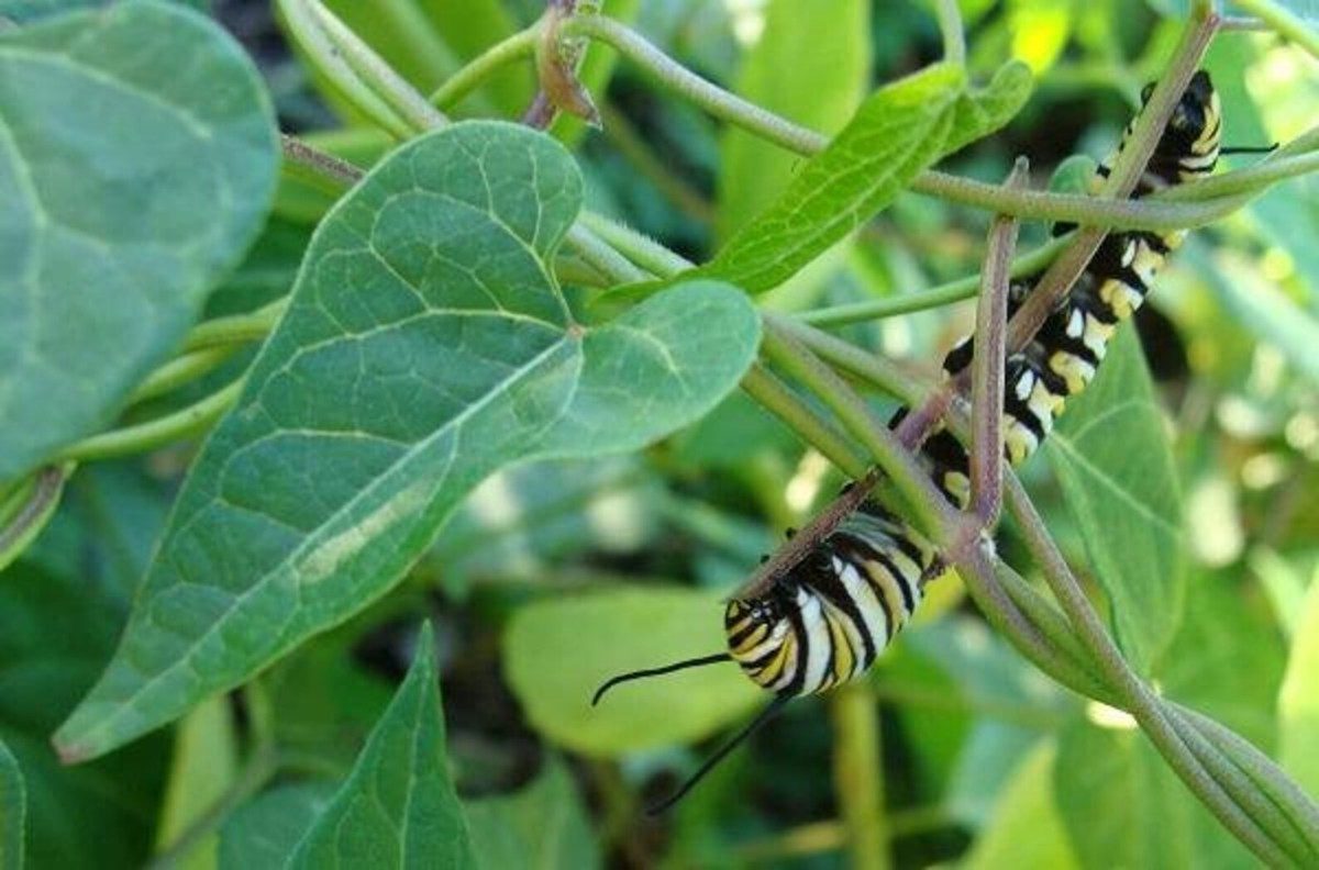 honeyvine milkweed