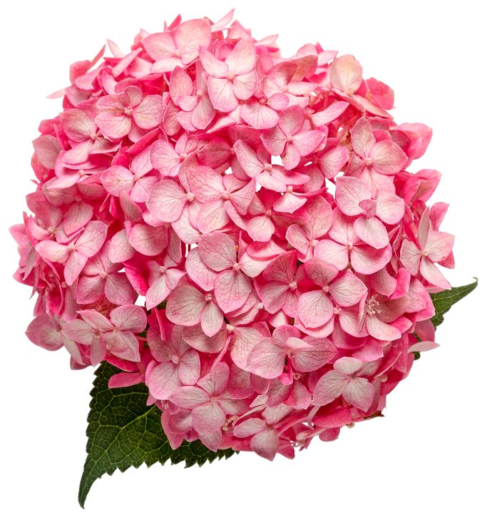 Invincibelle Ruby hydrangea features bright pink mophead flowers.