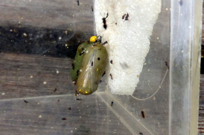 Monarch Butterfly Predators: Chalcid Wasps Emerging From Monarch Chrysalis