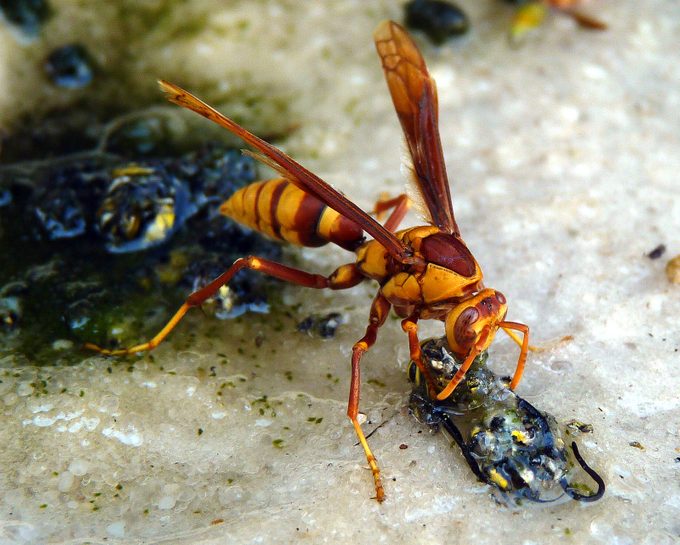 Monarch Butterfly Predators: Paper Wasp Eating A Monarch Butterfly Caterpillar