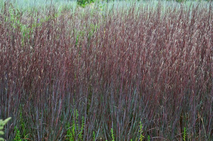 Sch Blue Paradise Fall, little bluestem grass
