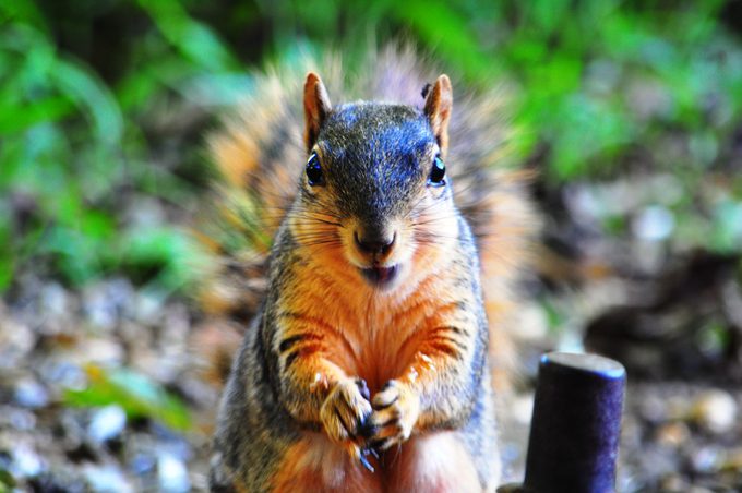 A squirrel with a gray back and orange belly nibbles on seed.