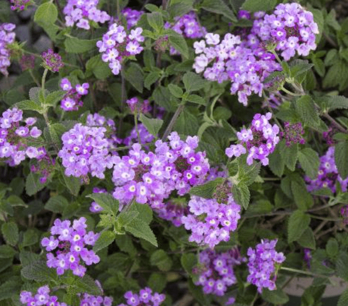Trailing Lantana Monrovia
