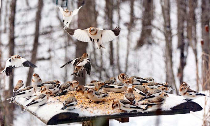do birds get cold