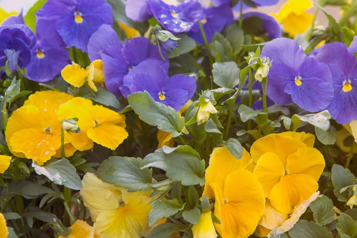12 Landscaper Wont Tell You Flowers