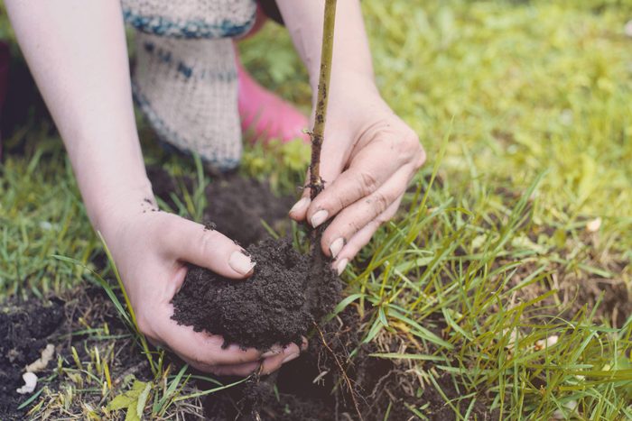 16 Landscaper Wont Tell You Plant Tree