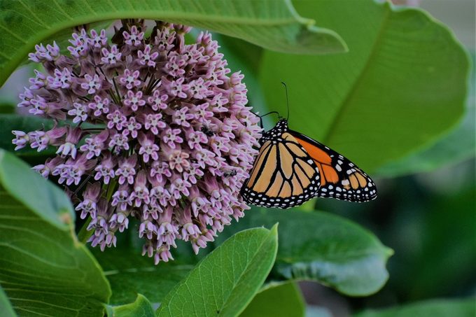 is milkweed poisonous