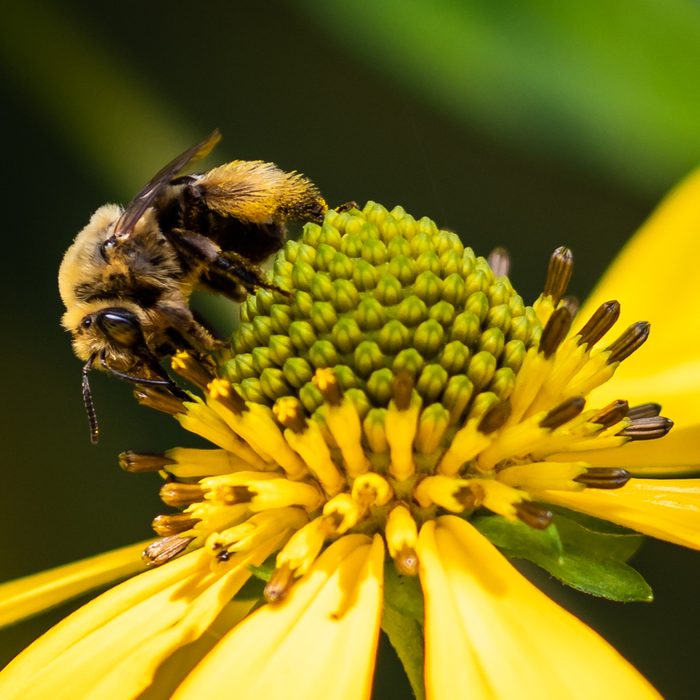 bee pictures