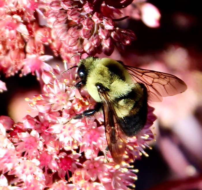 bee pictures