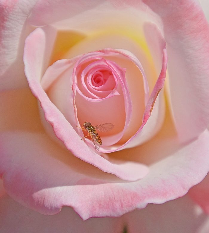 bee pictures