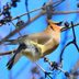 Bird Senses: Can Birds Smell or Taste Their Food?