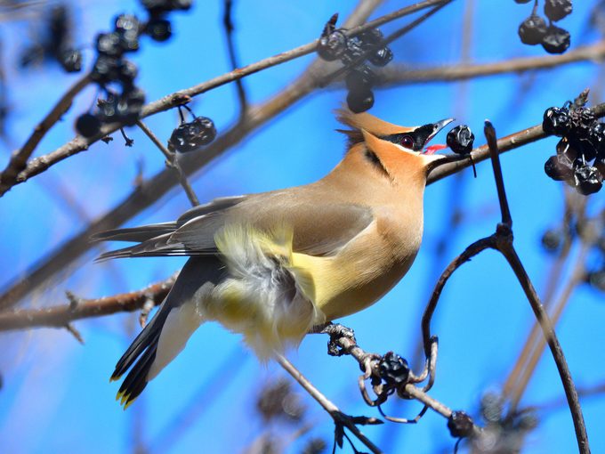 Bird Senses: Can Birds Smell or Taste Their Food?