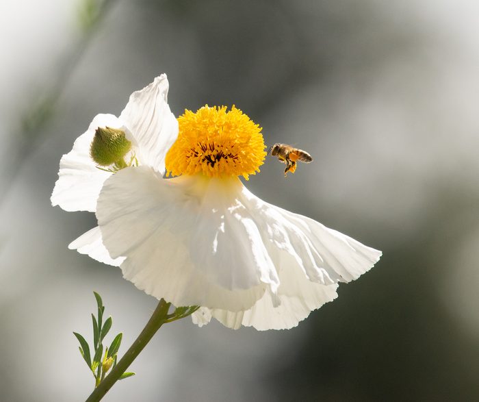 bee pictures