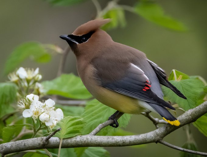 cedar waxwing