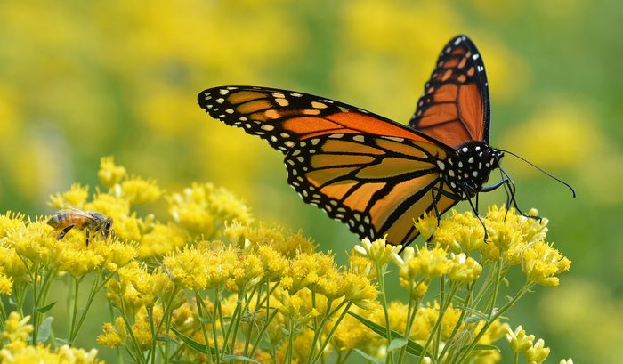 bee pictures
