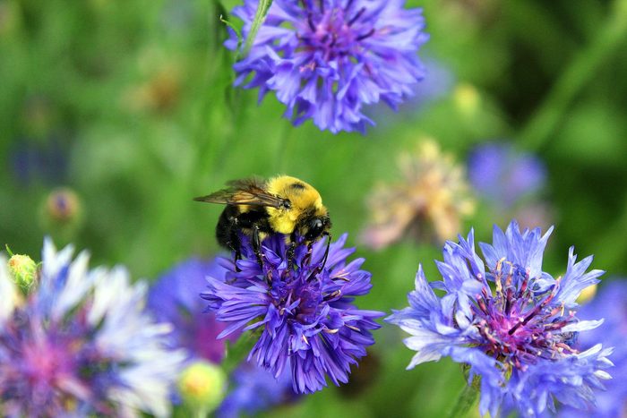 bee pictures