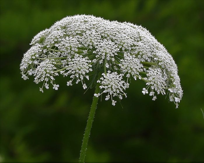invasive flowers
