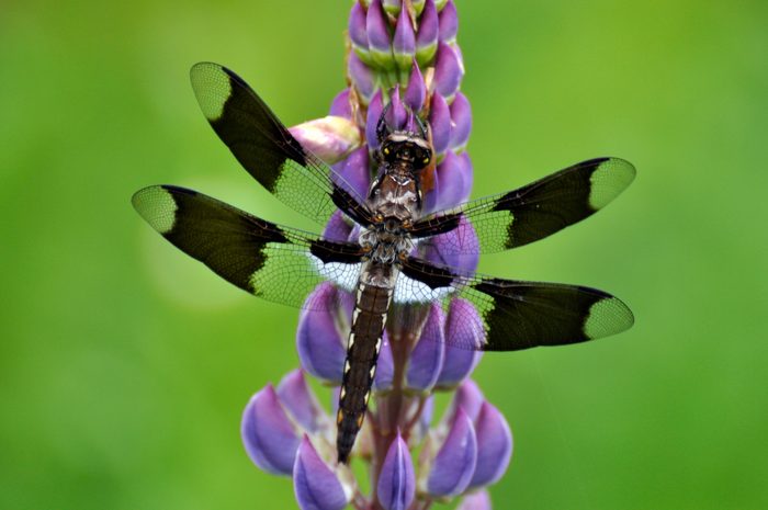 dragonfly pictures