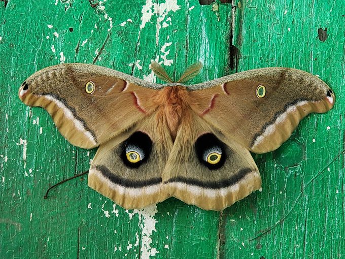 attract moths