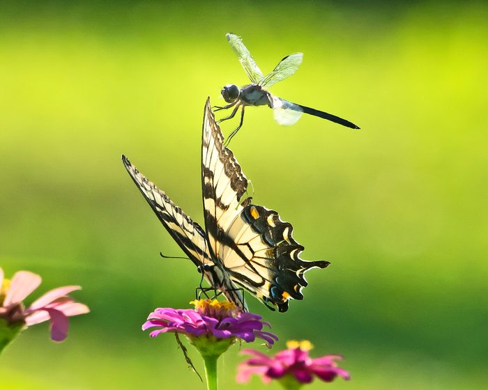 dragonfly pictures