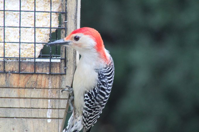 how to clean a suet feeder