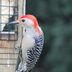 How to Clean a Suet Cage Bird Feeder